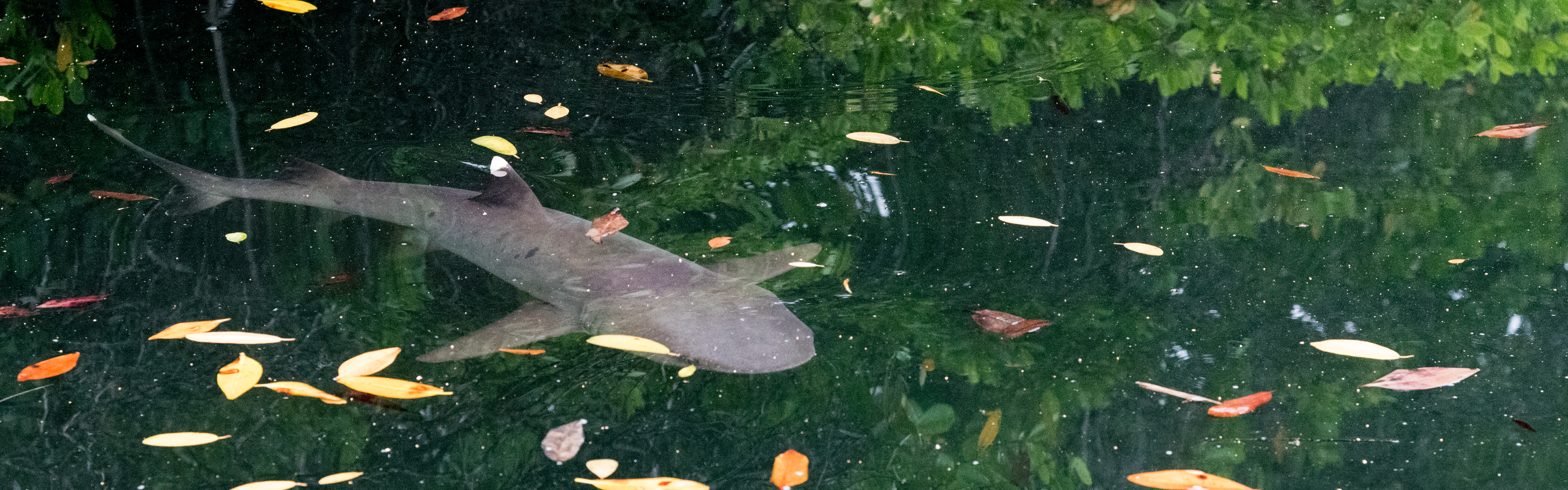 baby reef shark, galapagos