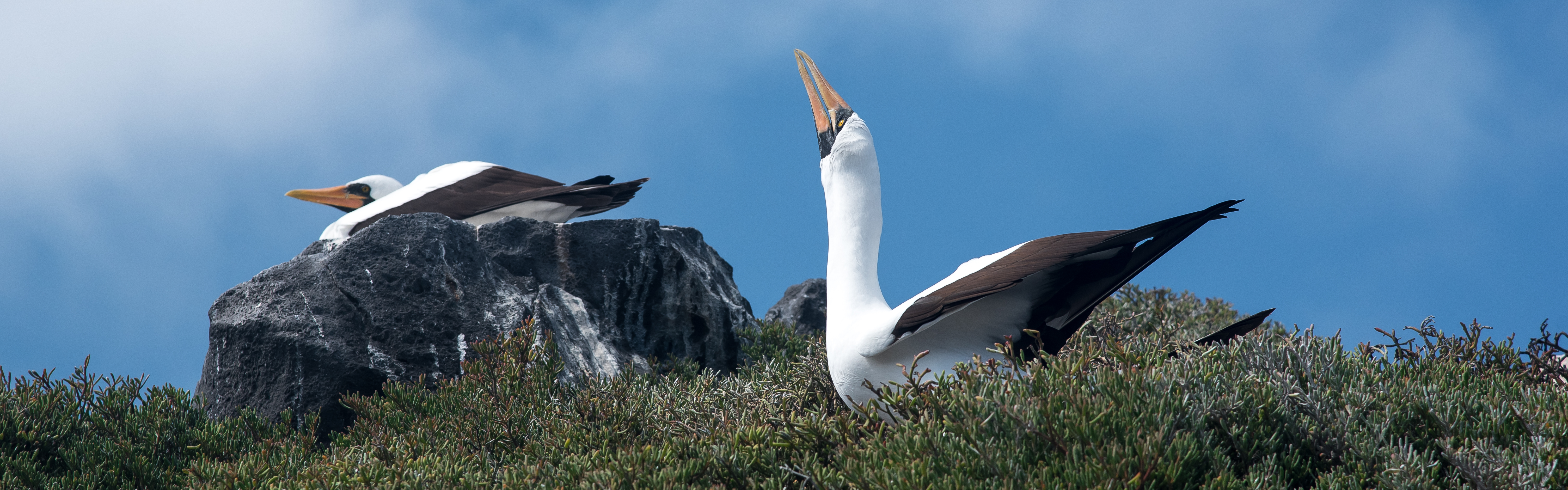 Nazca Boobies Galapagos